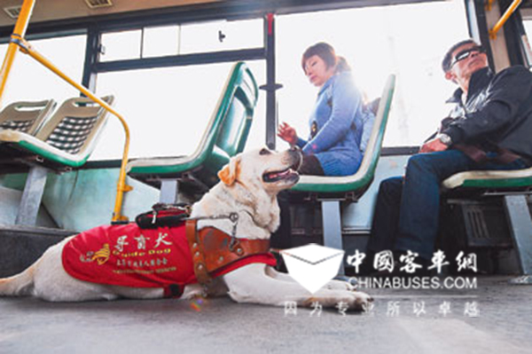  导盲犬将能依法上安徽公交