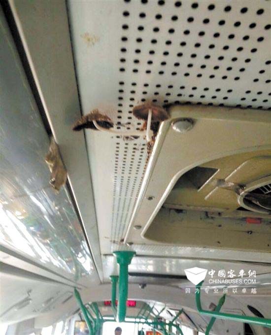 武汉：这辆公交车是去采蘑菇了？