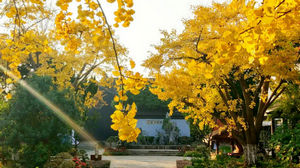 无锡公交：邀您共赏冬日美景～银杏黄、枫叶红、湿地彩……