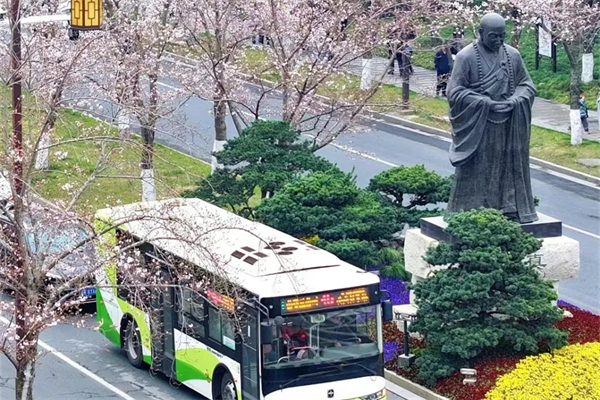 樱花季来临！扬州公交带您畅游花海