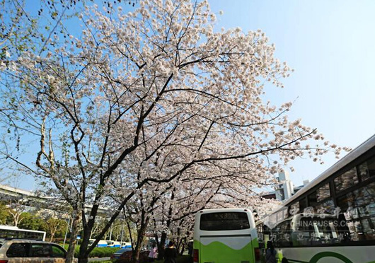 上海最美公交车站成热门赏樱花地