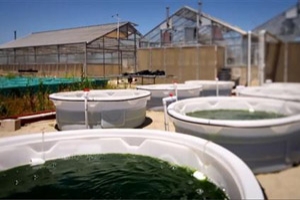 藻类是这样变成汽车生物燃料的？